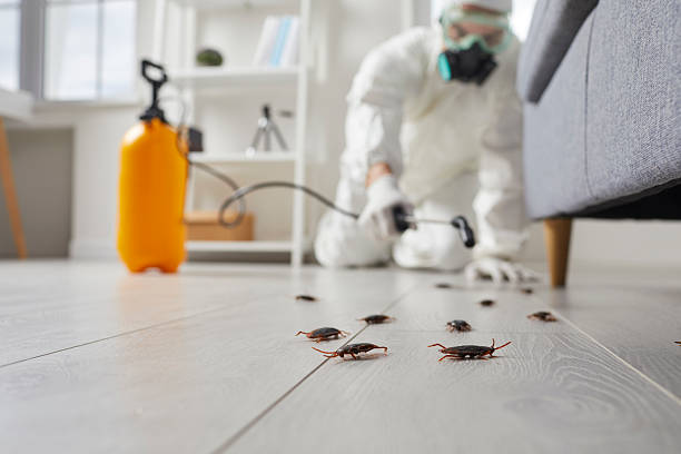Post-Treatment Bed Bug Interceptor Monitoring in Locust Grove